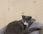 Кошки в Долгопрудном: Котенок в добрые руки Мальчик, Бесплатно - фото 9