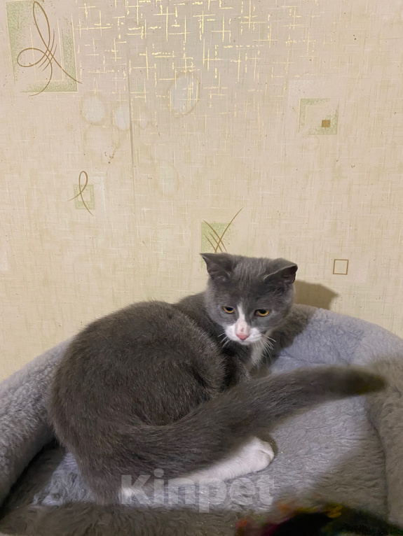 Кошки в Долгопрудном: Котенок в добрые руки Мальчик, Бесплатно - фото 9