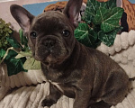Собаки в Москве: Милый щенок французского бульдога. Мальчик, 65 000 руб. - фото 1