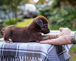 Собаки в Солнечногорске: Шоколадный щеночек в дар Мальчик, Бесплатно - фото 5