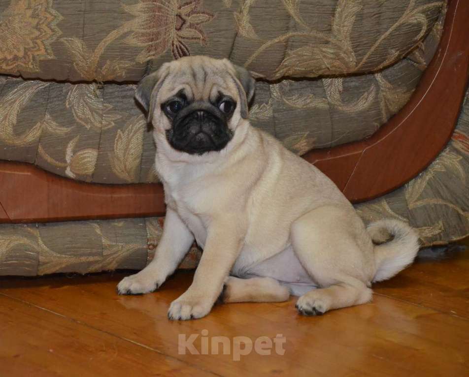 Собаки в Твери: Малышка мопса Девочка, 30 000 руб. - фото 4