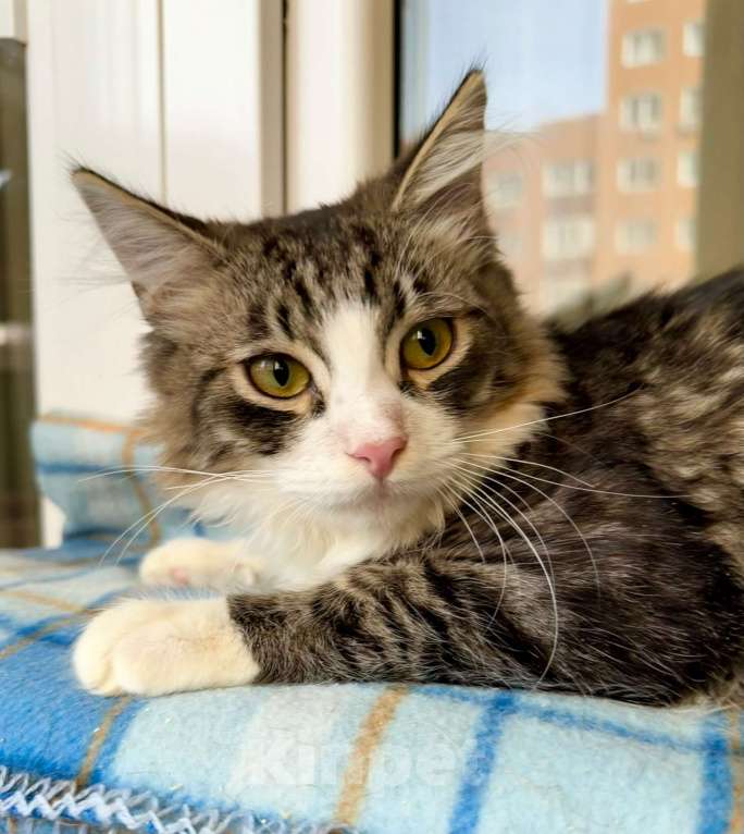 Кошки в Москве: Пушистый котёнок Нафаня в добрые руки Мальчик, Бесплатно - фото 1