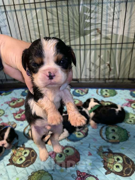 Собаки в Краснодаре: Мальчики  кавалер Кинг Чарльз триколор  Мальчик, 50 000 руб. - фото 6