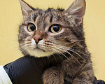 Кошки в Москве: Семечке удача пока не улыбнулась Девочка, Бесплатно - фото 1