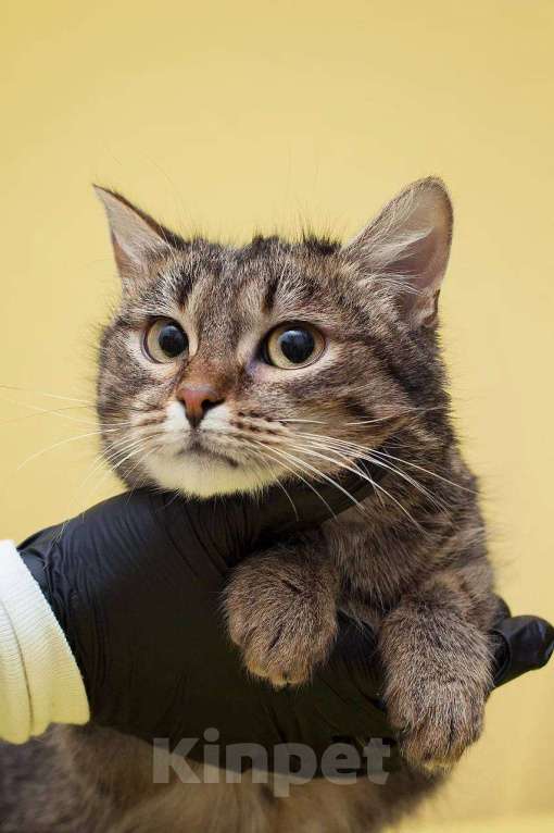 Кошки в Москве: Семечке удача пока не улыбнулась Девочка, Бесплатно - фото 1