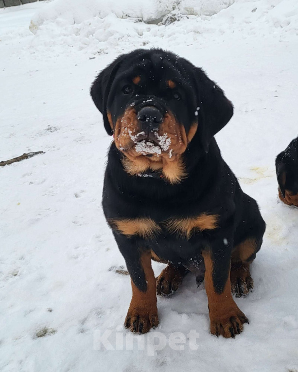 Собаки в других городах Московской области: Щенки ротвейлера Мальчик, Бесплатно - фото 3