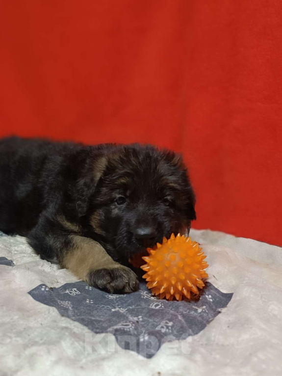 Собаки в Ангарске: Щенки длинношёрстной немецкой овчарки  Мальчик, 50 000 руб. - фото 2
