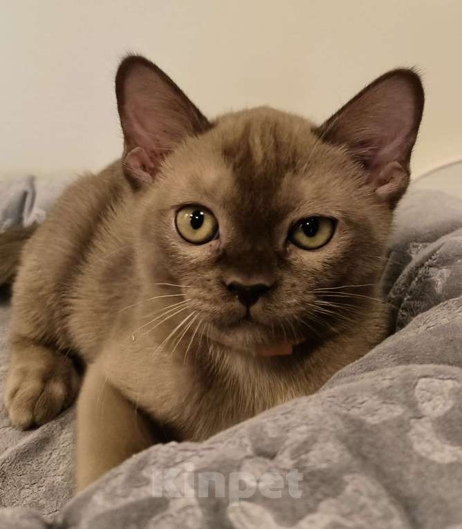 Кошки в Краснодаре: Айрис Девочка, 80 000 руб. - фото 2