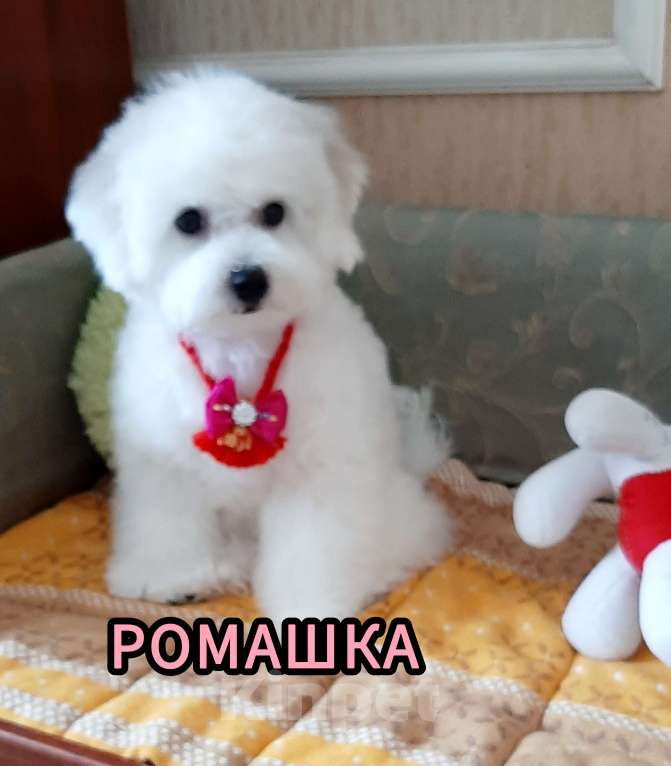 Собаки в Барнауле: Бишон фризе куколки Девочка, 65 000 руб. - фото 5