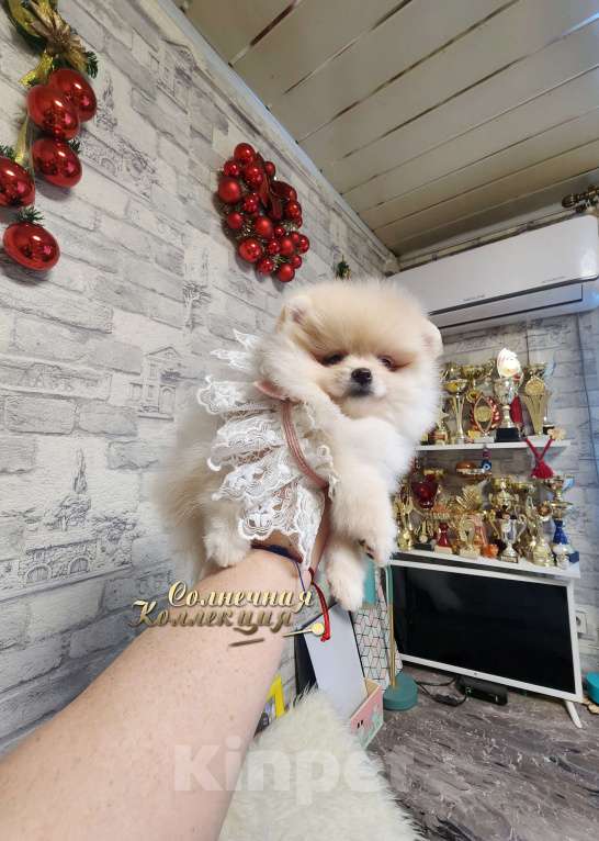 Собаки в Москве: Маленькая модница девочка померанского шпица Девочка, Бесплатно - фото 2