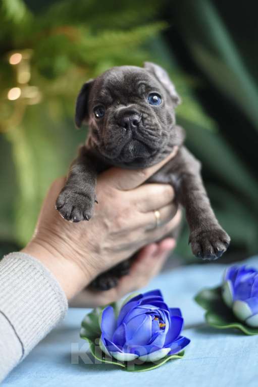 Собаки в Москве: мальчик голубой без подпала Мальчик, 65 000 руб. - фото 1