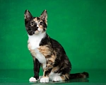 Кошки в Люберцах: Котенок Мэри в добрые руки Девочка, 1 руб. - фото 4