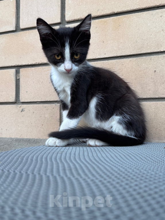 Кошки в Краснодаре: Ласковая девочка-котёнок ищет добрый дом! 🐾 Девочка, Бесплатно - фото 3