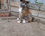 Собаки в Сургуте: Щенок Акиты Девочка, 50 000 руб. - фото 2
