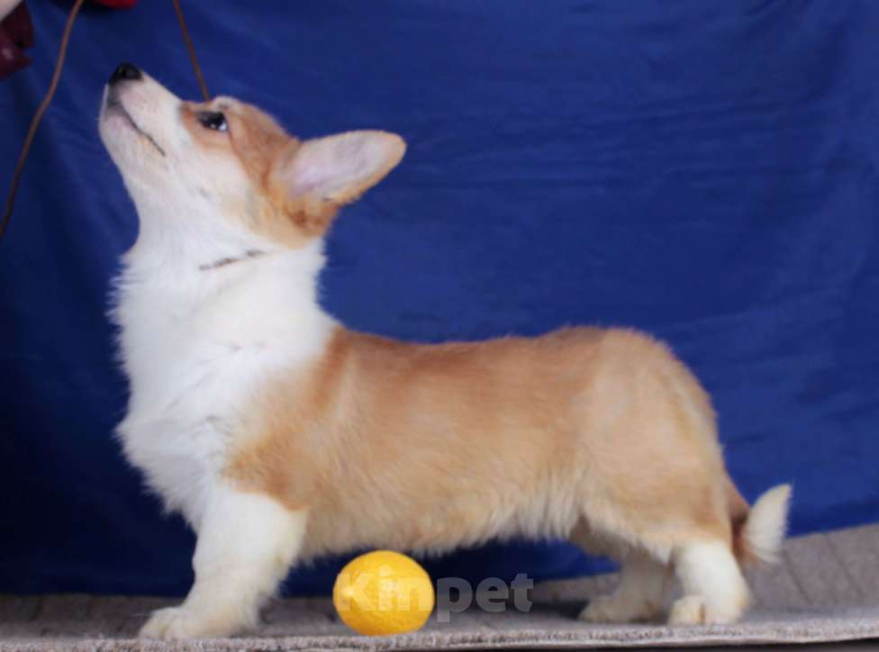 Собаки в Москве: вельш корги пемброк щенки от Интерчемпиона Мальчик, 80 000 руб. - фото 10