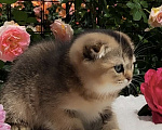 Кошки в Краснодаре: Котята золотая шиншилла Девочка, 15 000 руб. - фото 8