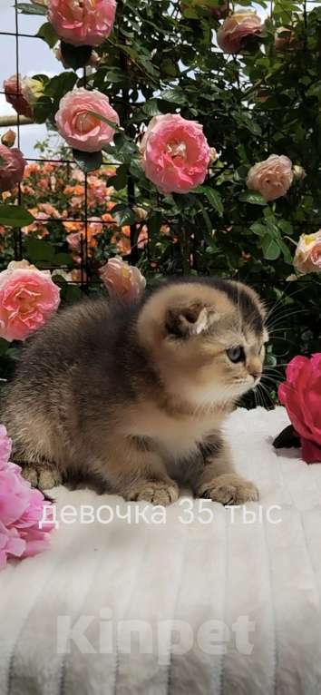 Кошки в Краснодаре: Котята золотая шиншилла Девочка, 15 000 руб. - фото 8