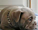 Собаки в Краснодаре: щенки американского булли Мальчик, 40 000 руб. - фото 3