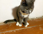 Кошки в Зарайске: Ласковый котик ( 1-2 года) Мальчик, Бесплатно - фото 2