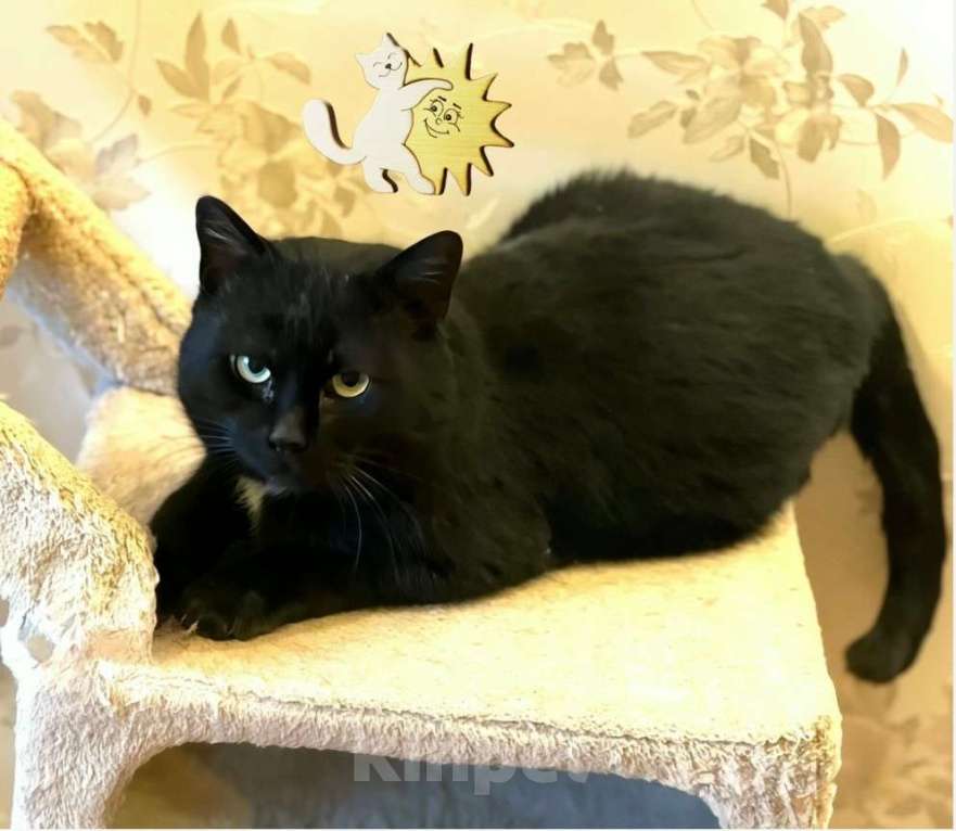 Кошки в Санкт-Петербурге: Тоша ищет дом. Стерилизован Мальчик, Бесплатно - фото 2