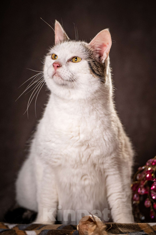 Кошки в Клине: Жорж — большой добряк Мальчик, Бесплатно - фото 2