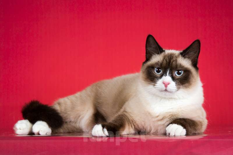 Кошки в Москве: Шикарный молодой кот Эльф в добрые руки Мальчик, 1 руб. - фото 4