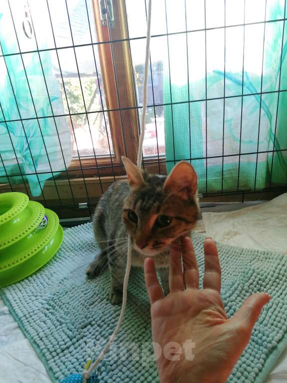 Кошки в Королеве: Машутка дочь  Девочка, Бесплатно - фото 2