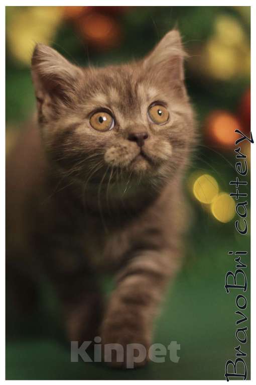 Кошки в Сургуте: Британская короткошерстная кошечка Девочка, 60 000 руб. - фото 5