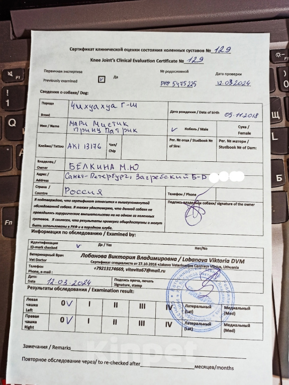 Собаки в Санкт-Петербурге: Очень красивая девочка чихуахуа ждёт Вас Девочка, 120 000 руб. - фото 10