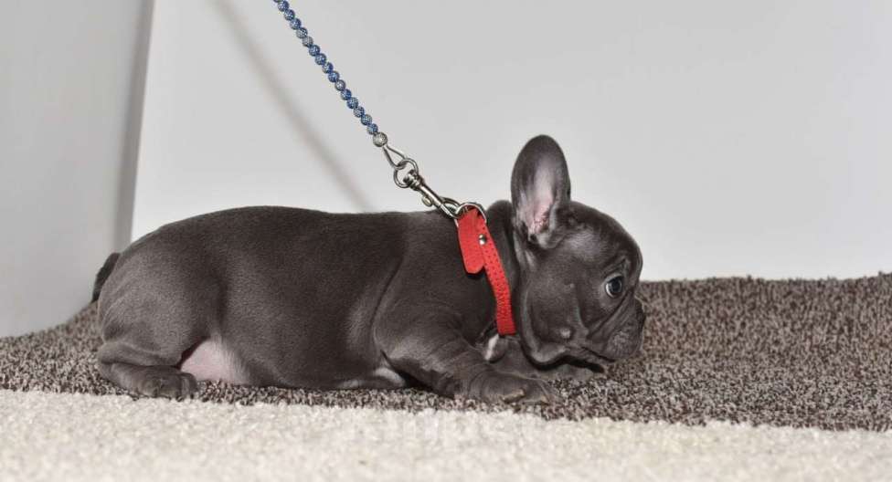 Собаки в Москве: Голубая девочка Девочка, 75 000 руб. - фото 2