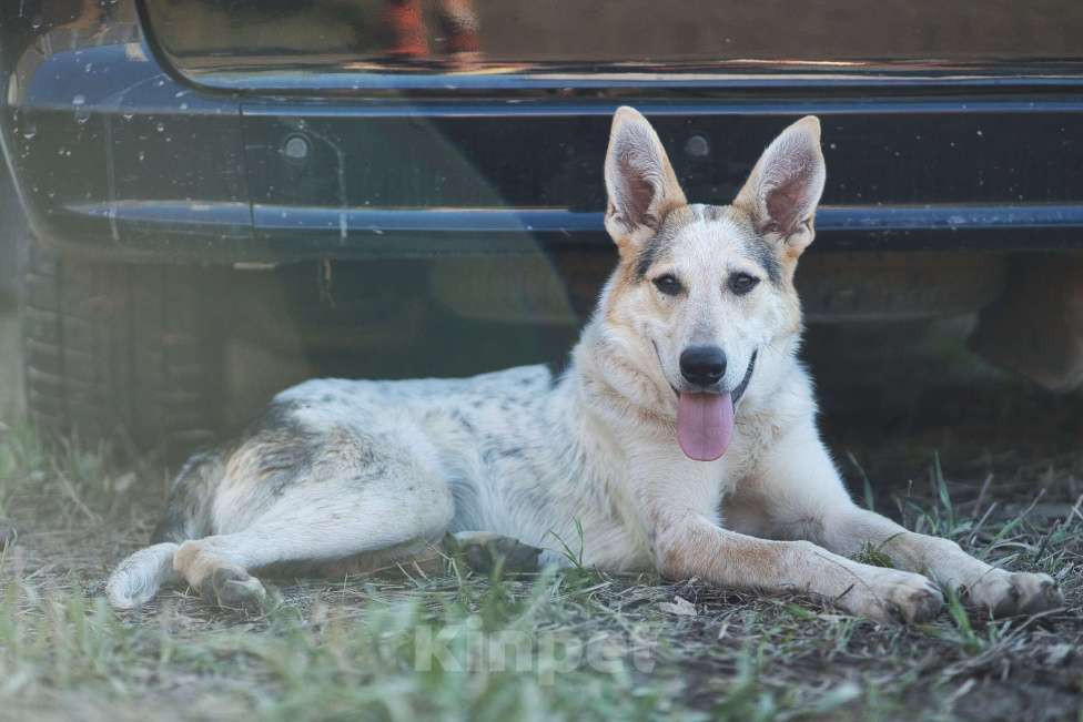 Собаки в Москве: Серафима — собака-удача в дар  Девочка, 1 руб. - фото 4