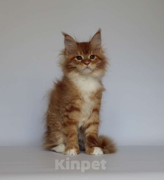 Кошки в Екатеринбурге: Денис. Мальчик. Мейн-кун Мальчик, 50 000 руб. - фото 1