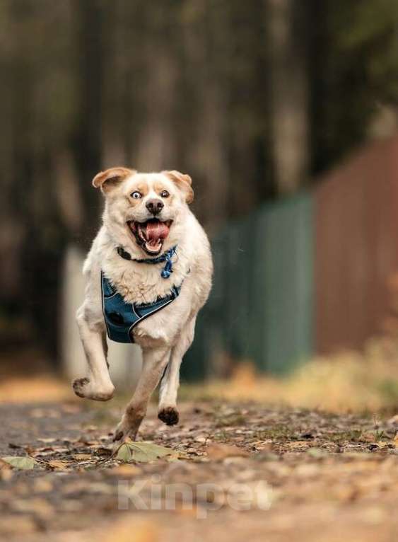 Собаки в Москве: Голубоглазый метис ретривера Софус в добрые руки Мальчик, 1 руб. - фото 5
