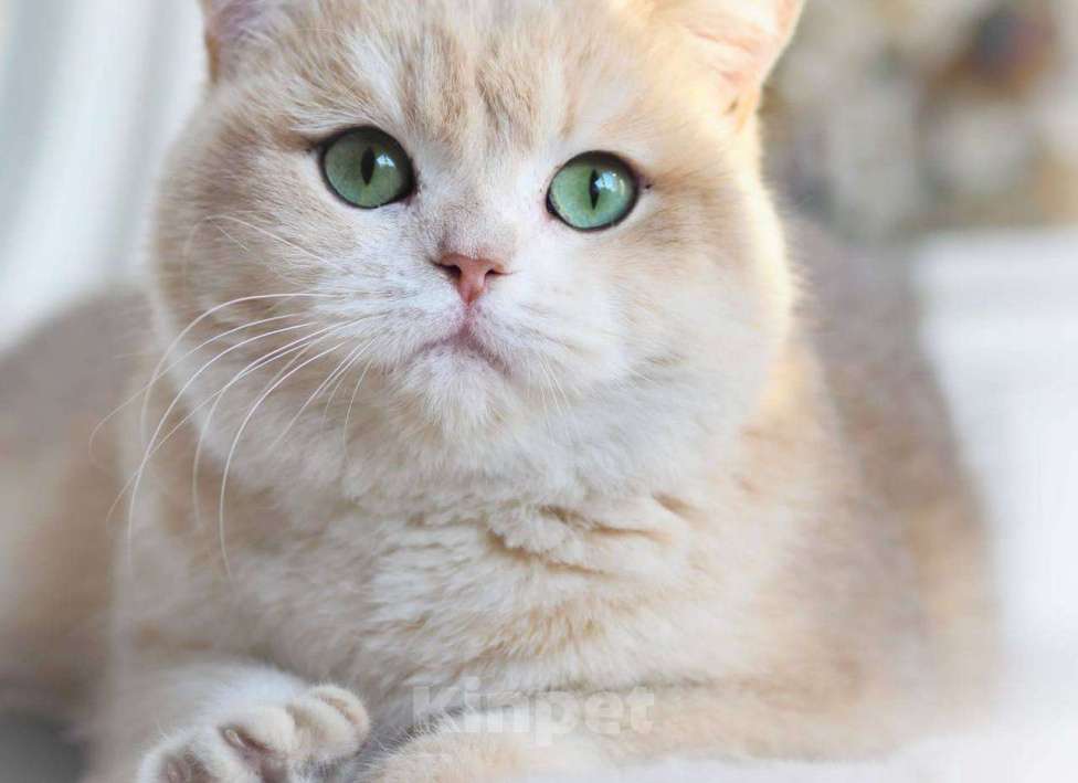 Кошки в Москве: Британская кошка для разведения Девочка, 100 000 руб. - фото 5