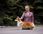 Собаки в Энгельс-19: Кобель на вязку Мальчик, 50 000 руб. - фото 1