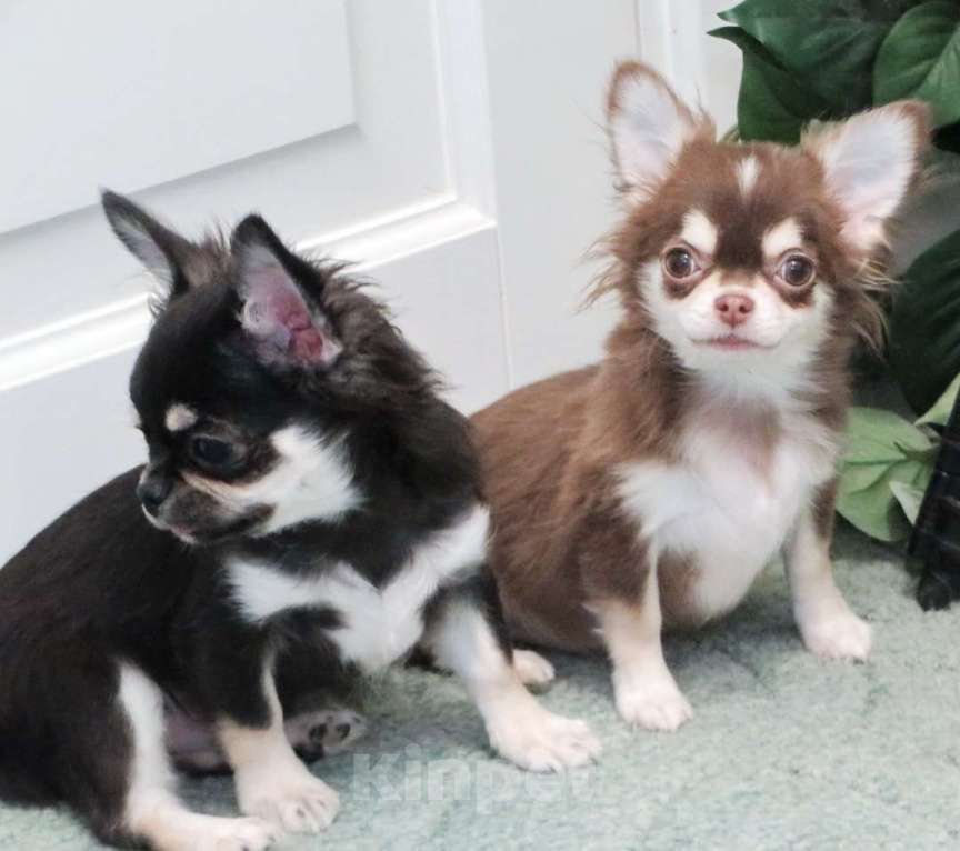 Собаки в Санкт-Петербурге: чихуахуа  мелкий  мальчик ДШ Мальчик, 50 000 руб. - фото 4