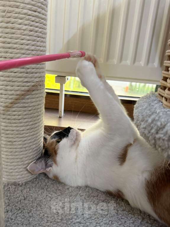 Кошки в Москве: "Счастье вдруг в тишине постучалось в двери" Девочка, Бесплатно - фото 6