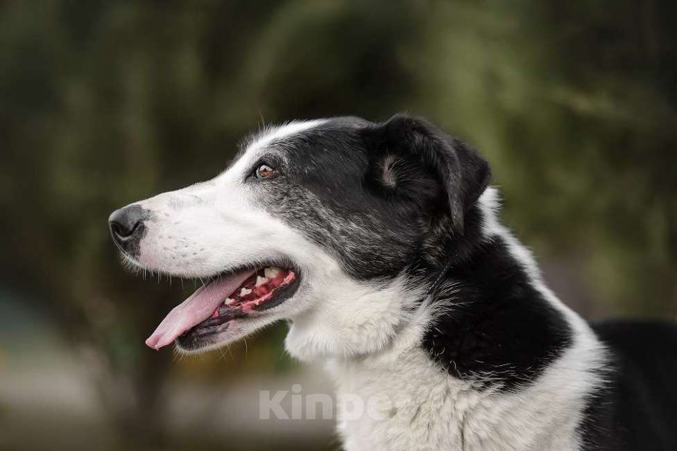 Собаки в Москве: Бим Мальчик, Бесплатно - фото 6