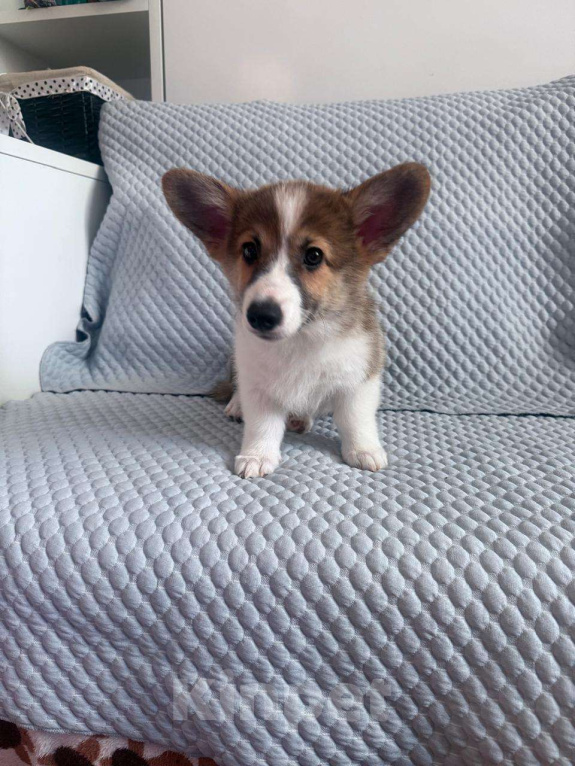 Собаки в Батайске: Щенки вельш-корги пемброк Мальчик, 25 000 руб. - фото 4