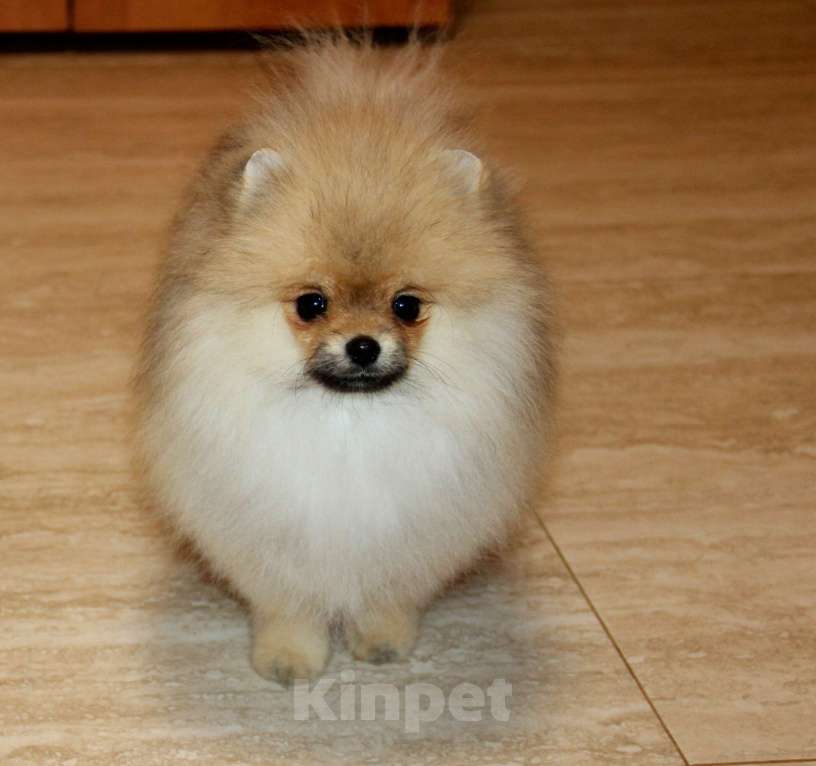 Собаки в Раменском: Мальчик Цицерон Мальчик, 40 000 руб. - фото 2