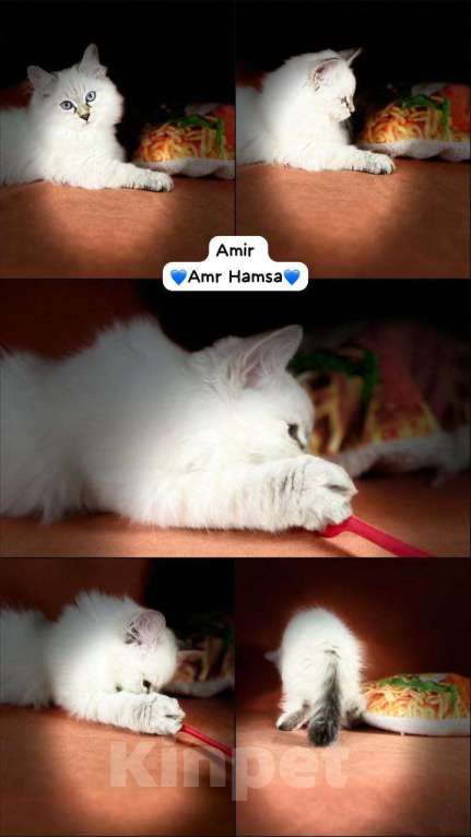 Кошки в Москве: Невский маскарадный котенок Мальчик, 40 000 руб. - фото 2