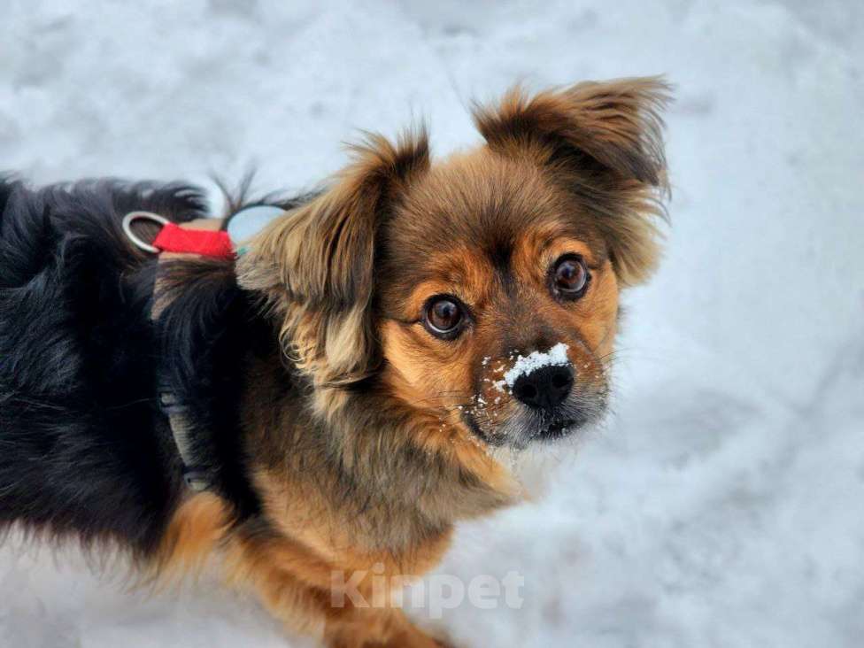 Собаки в Москве: Привет :) Я Бильбо Мальчик, Бесплатно - фото 7