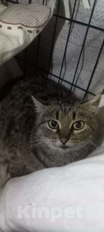 Кошки в Санкт-Петербурге: Кошка в добрые руки Девочка, Бесплатно - фото 4