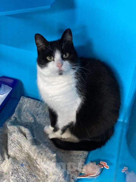 Кошки в Москве: А вы любите чёрно-белое кино?  Девочка, Бесплатно - фото 3