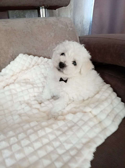 Пушистые хвостики