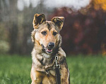 Собаки в Подольске: Нита веселая собачка ищет дом. Девочка, Бесплатно - фото 7