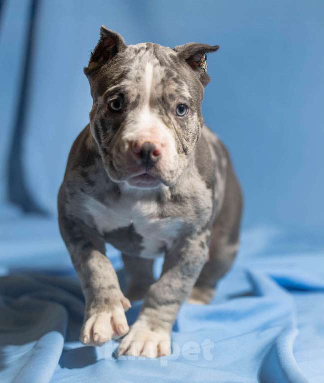 Собаки в Москве: Щенки Американского булли Мальчик, 150 000 руб. - фото 2