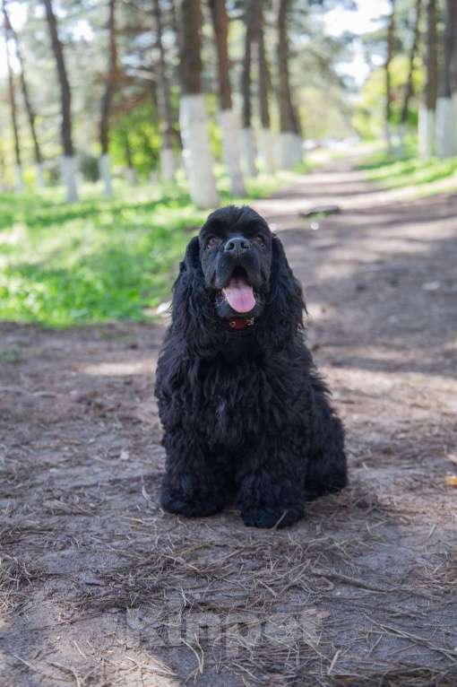 Собаки в Краснодаре: Щенки американского кокер спаниеля Мальчик, 60 000 руб. - фото 5