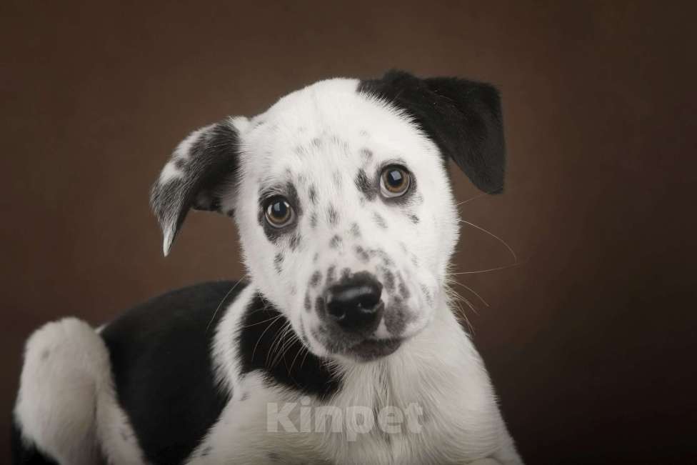 Собаки в Москве: Щенок в добрый руки Мальчик, Бесплатно - фото 3