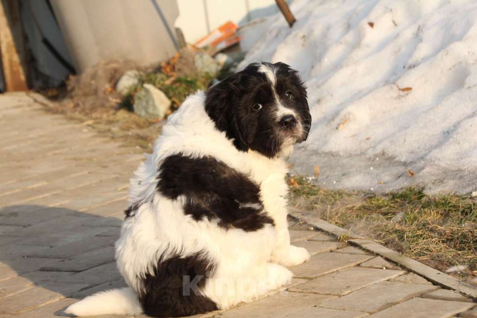 Собаки в других городах Московской области: Щенки Ландсира Девочка, Бесплатно - фото 5